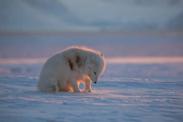 Lis polarny -  arktyczna słodycz nie tylko ołudniowego Spitsbergenu