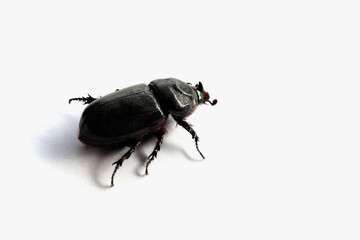 Coconut rhinoceros beetle or Asian rhinoceros beetle on white background