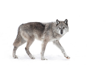 A lone Black wolf isolated on white background walking in the winter snow in Canada
