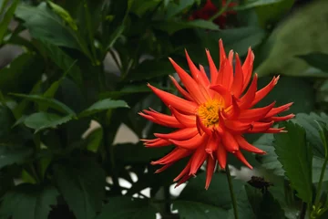 Fototapeten Orange cactus dahlia flower © Azahara MarcosDeLeon