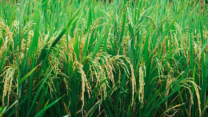 Rice plant with green leaves, heading for harvest time