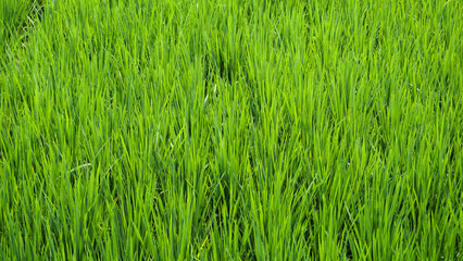 The expanse of rice fields