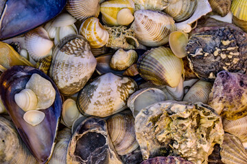 Seashell, stone, oysher on all background. 