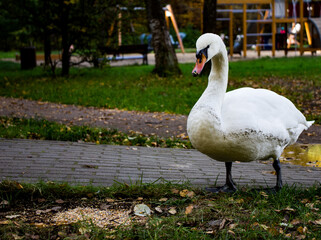 The swan goes to eat. A white feathered bird with black facial markings and an orange beak roams the park in search of a feeder.