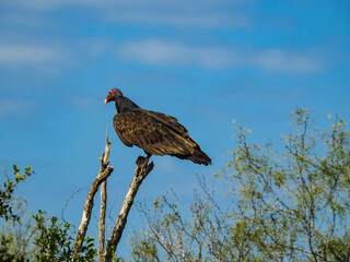 Turkey Buzzard Perched on Dead Tree