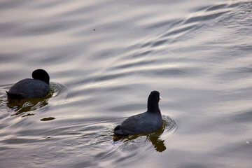 Fulica atra on a river (Fulica atra) is a migratory waterfowl in the rally family.
