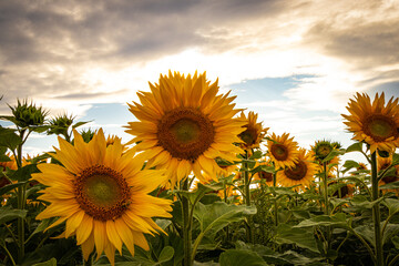 Obraz premium Sonnenblumen am Abend