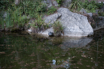 old park. pond. turtle