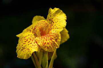 Fleur jaune et orange sur fond noir