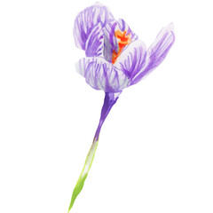 Illustration of a watercolor crocus flower on a white background. Cute hand-drawn watercolor illustration of a saffron flower .  botanical painting. Clipart