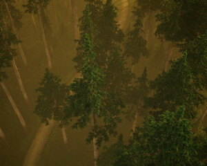 Path in foggy fir forest at sunrise in springtime. Aerial view. 3D render.