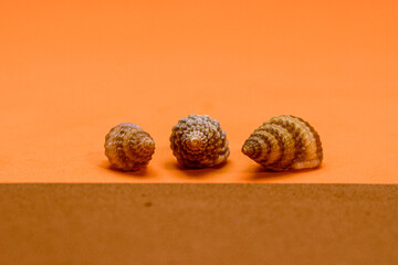 three tritia reticulata - snail , sea shells, creatures orange background. 