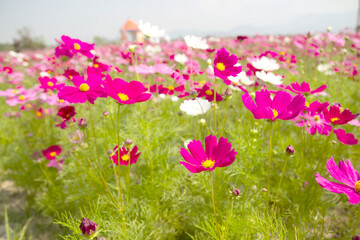Obraz na płótnie Canvas beautiful cosmos flower field blurred background