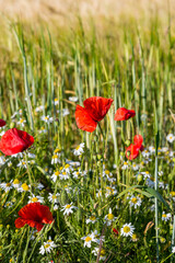 Poppies and daisies on the edge of farmland in Sussex, on a sunny summers day