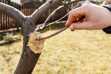 Grease the cut on tree with garden pitch. Man smears the place of the cut on tree
