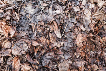 Organic Fertilizer, compost, leaf pile, composting background. Eco Humus