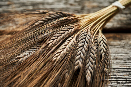 Ears of black emmer wheat