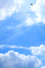 Group of Fluffy Clouds Floating on Sunny Blue Sky with Silhouette of a Flying Bird