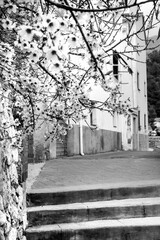 Narrow street with beautiful almond tree in bloom