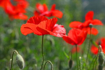 red poppy in the field