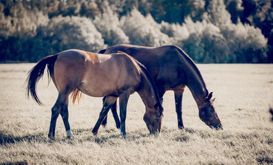 Obraz premium Horses grazing in the field. Rural landscape.
