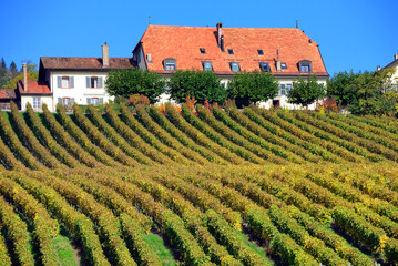 View of farm in vineyards in autumnal colors, October, La Cote wine region, Bougy-Villars above the...