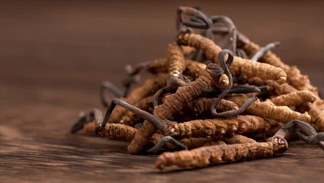 Food Ingredients : Some Chinese Caterpillar Fungus On The Table	