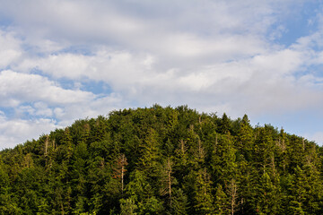 tree background on the mountain, with blue sky in the background.