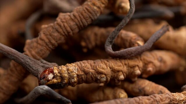 Food Ingredients : Some Chinese Caterpillar Fungus On The Table	