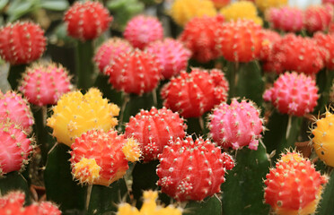 Row of Colorful Moon Cactus or Hibotan Cacti Adorable Houseplants
