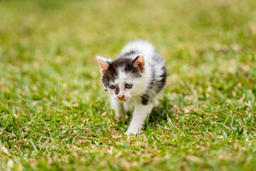 Chaton mignon qui marche sur l'herbe verte