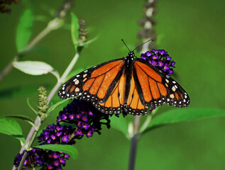 Fototapeta na wymiar A male Monarch butterfly (Danaus plexippus) feeding on a Black Knight Butterfly Bush (Buddleja Black Knight) in southern Michigan 