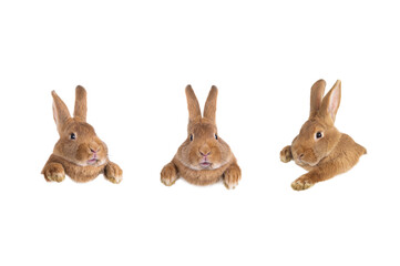 Easter bunnies for your design isolated on white background