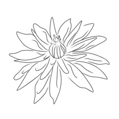 Line style flower illustration