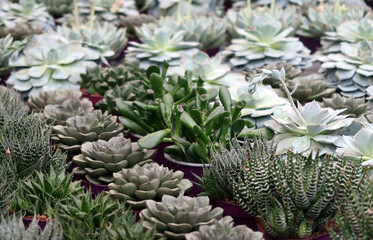 Sukkulenten in kleinen Töpfen - small succulents on display