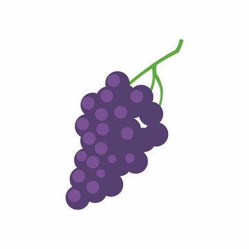 Vector Illustration Of Purple Grapes.