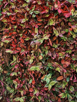 colorful ivy plant leaves on a wall