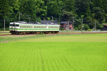 深緑のたんぼと越後線115系電車