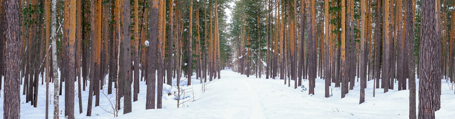 Winter Panoramic shot of a pine forest in winter. forest. High quality photo