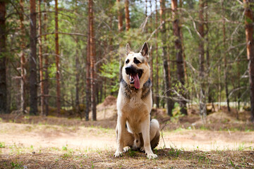 Atypical white Dog German Shepherd in a forest in a summer, spring or autumn day. Albino with white and black fur