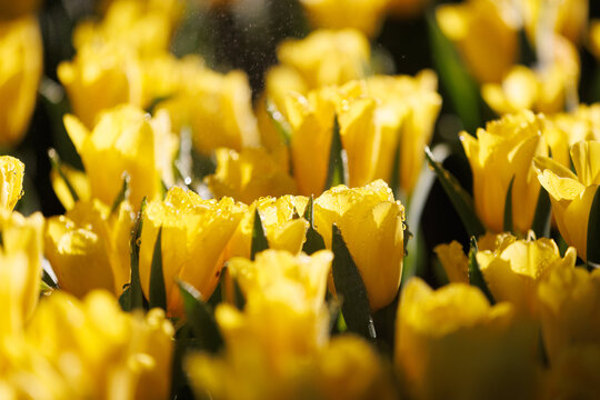 Yellow Tulip flower in close up © Oran Tantapakul