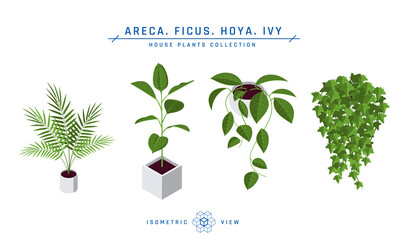 Isometric pot plants icons in flat style, vector