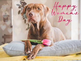 Happy Women's Day. Lovable, pretty puppy brown color holding bright flowers in its mouth. Congratulatory inscription. Close-up, studio photo. Congratulations to family, loved ones, friends, colleagues