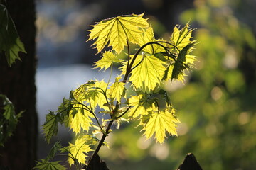 yellow leaves