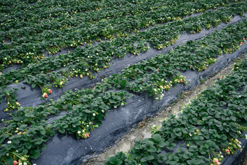 Fototapeta premium Green organic strawberry farm. Development of organic agriculture.