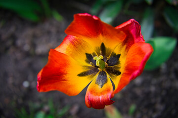 Colorful flowers during the spring days