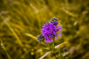 Colorful flowers during the spring days