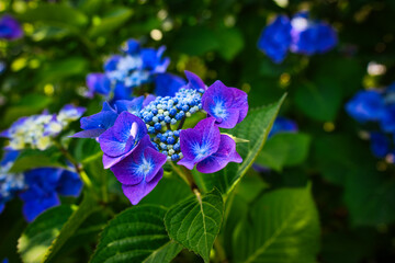 Colorful flowers during the spring days
