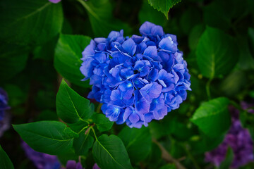 Colorful flowers during the spring days