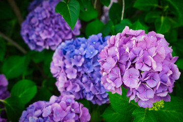 Colorful flowers during the spring days
